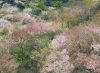 写真：Wild Cherry Trees in Konoshima Sotoura