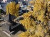 写真：Weeping Ginkgo Trees