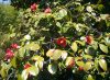 写真：Camellias on Hi-shima Islands