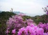 写真：Mountain Azaleas on Taka-shima Island