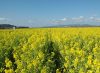 写真：Flowers on Kasaoka Bay Reclaimed Land