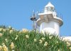写真：The Daffodils of Mu-shima Island