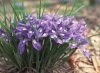 写真：Ehime Irises at the Hakodayama Shrine