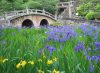 写真：Sugawara Shrine’s Two-Arched Bridge and Irises