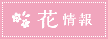 花情報