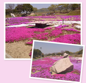 写真：芝桜