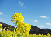 写真：笠岡の花だより