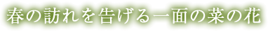 春の訪れを告げる一面の菜の花