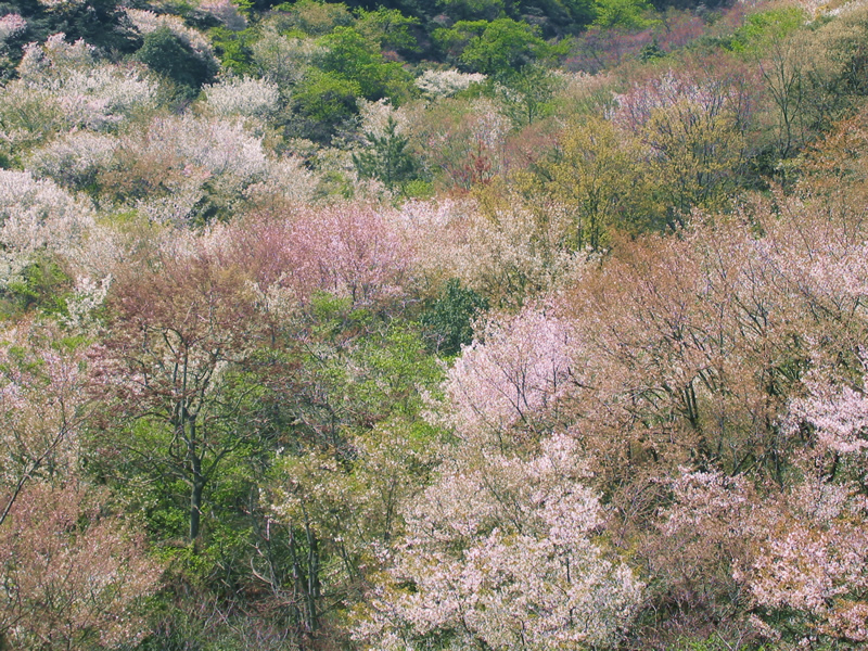 写真：神島外浦の山桜