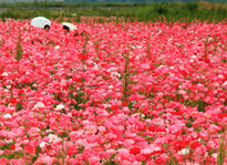 写真：春の花めぐりドライブ