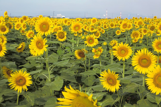 写真：笠岡湾干拓地の花