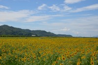 写真：笠岡湾干拓地