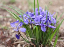 写真：県指定 希少野生動植物「エヒメアヤメ」