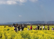 写真：菜の花フォトコンテスト2016