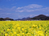 写真：菜の花フォトコンテスト2017