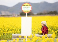 写真：菜の花フォトコンテスト2019