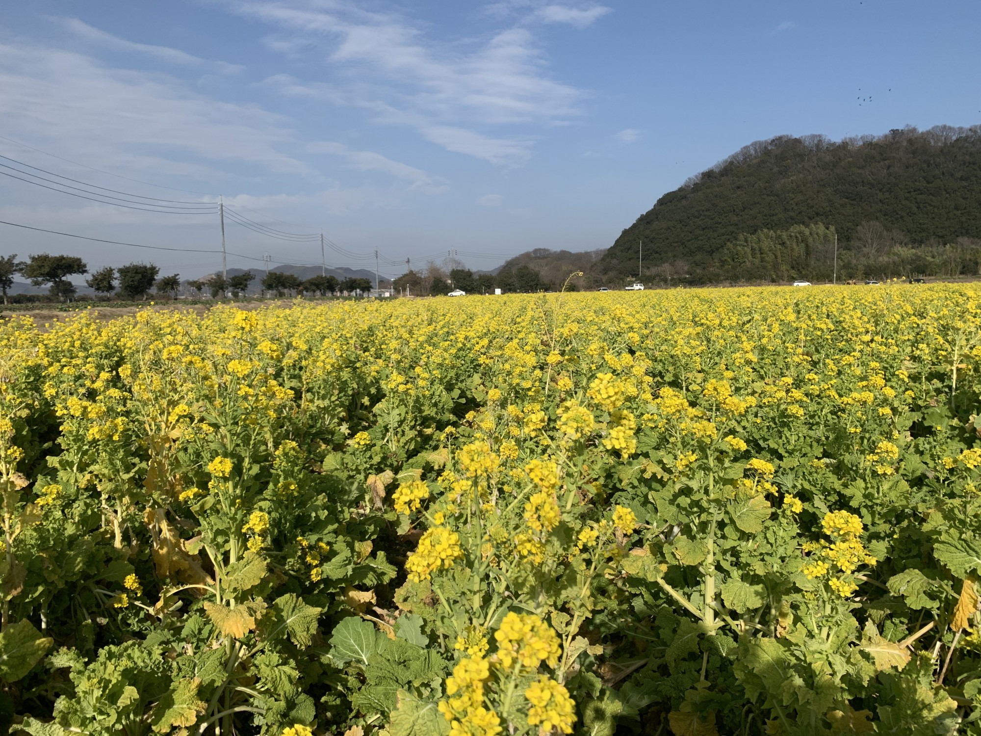 菜の花開花情報 道の駅 笠岡ベイファーム お知らせ またたび笠岡 笠岡市観光協会